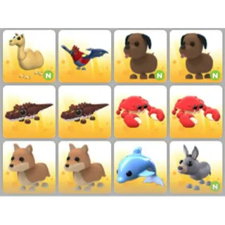 BUNDLE PET X12