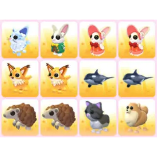 BUNDLE PET X12