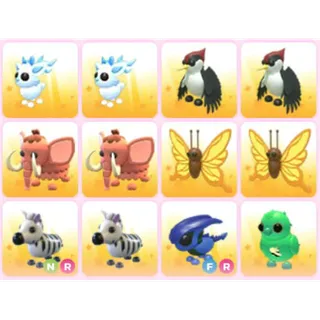 BUNDLE PET X12