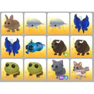 BUNDLE PET X12