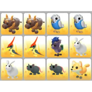 BUNDLE PET X12
