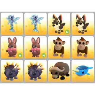 BUNDLE PET X12