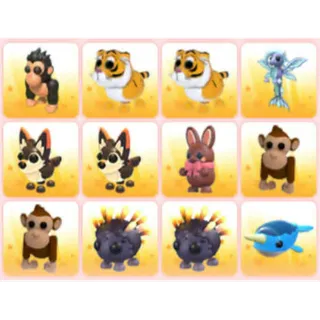 BUNDLE PET X12