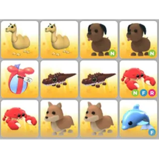 BUNDLE PET X12
