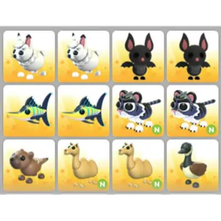 BUNDLE PET X12