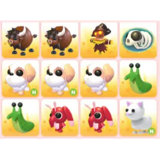 BUNDLE PET X12