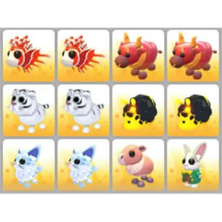 BUNDLE PET X12