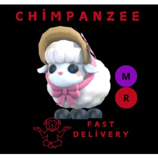 LITTLE LAMB MR