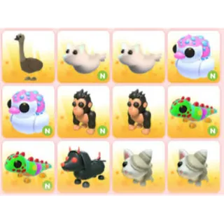 BUNDLE PET X12
