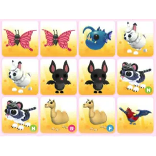 BUNDLE PET X12