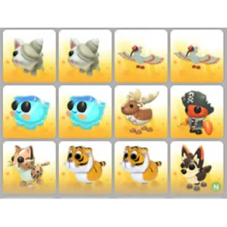 BUNDLE PET X12