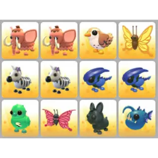 BUNDLE PET X12
