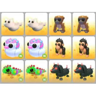 BUNDLE PET X12
