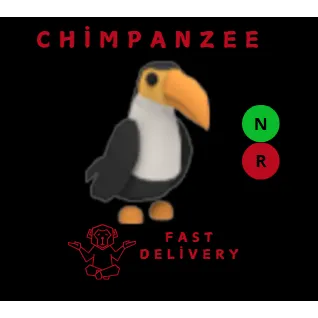 TOUCAN NR