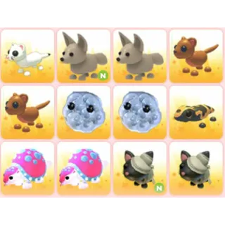 BUNDLE PET X12