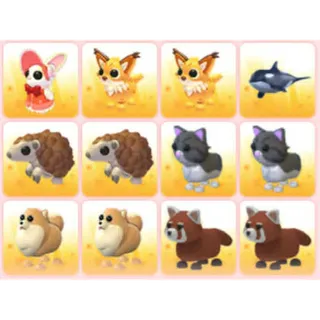 BUNDLE PET X12