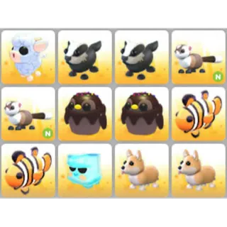BUNDLE PET X12