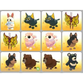 BUNDLE PET X12