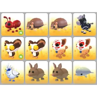 BUNDLE PET X12
