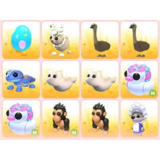 BUNDLE PET X12