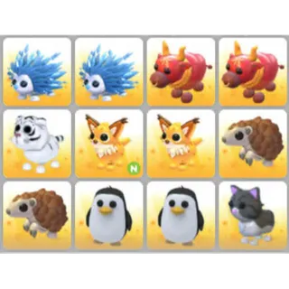 BUNDLE PET X12