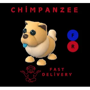Tan Chow Chow FR