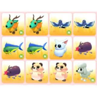 BUNDLE PET X12