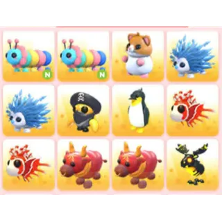 BUNDLE PET X12