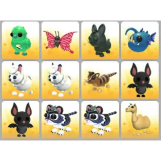 BUNDLE PET X12