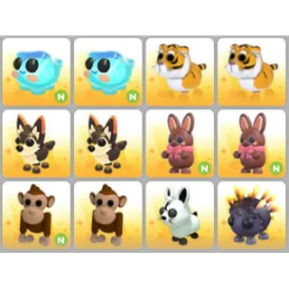 BUNDLE PET X12