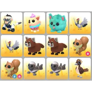 BUNDLE PET X12