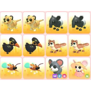 BUNDLE PET X12