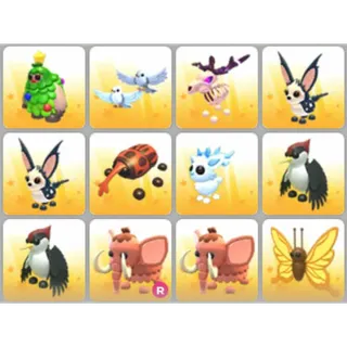 BUNDLE PET X12