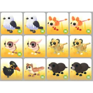 BUNDLE PET X12