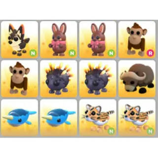 BUNDLE PET X12