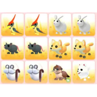 BUNDLE PET X12
