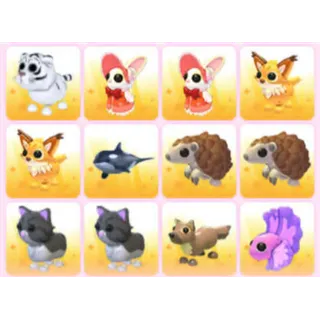 BUNDLE PET X12