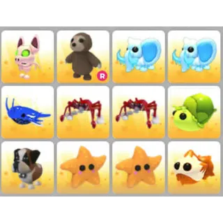 BUNDLE PET X12