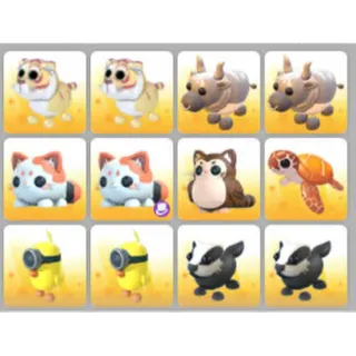 BUNDLE PET X12