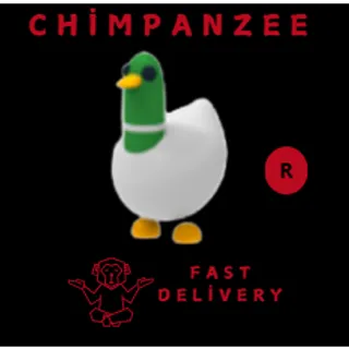 Silly Duck R