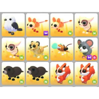 BUNDLE PET X12
