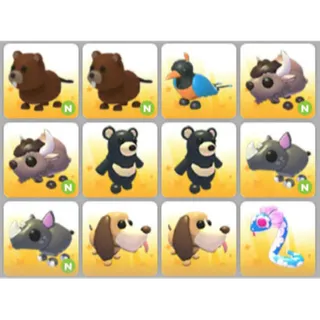 BUNDLE PET X12