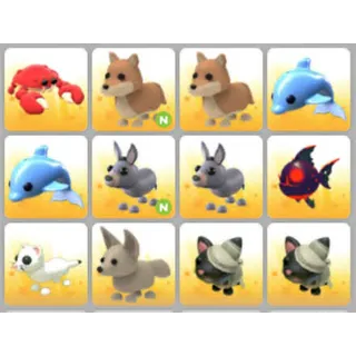 BUNDLE PET X12