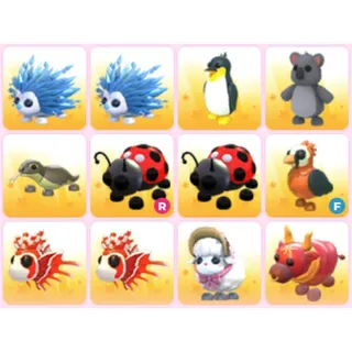 BUNDLE PET X12