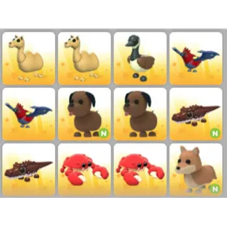 BUNDLE PET X12