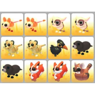 BUNDLE PET X12