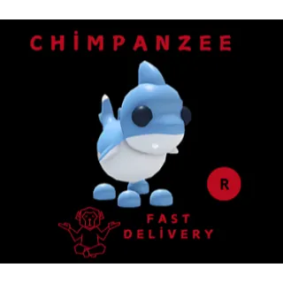 SHARK PUPPY R