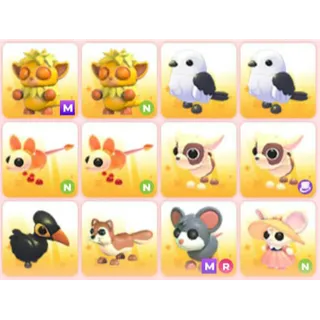 BUNDLE PET X12