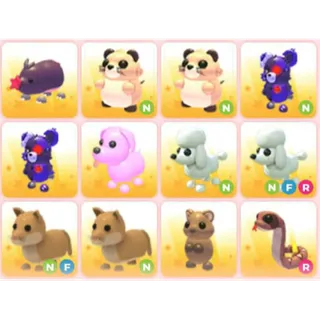 BUNDLE PET X12