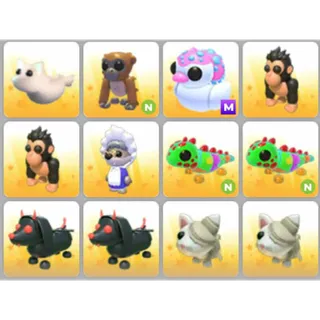 BUNDLE PET X12